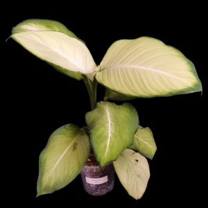 Dieffenbachia