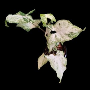 Syngonium Freckles