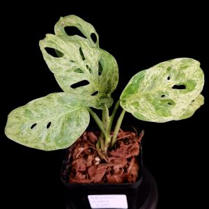 Monstera Adansonii Mottled