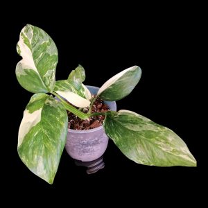 Monstera Lechleriana Variegated