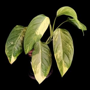Monstera Obliqua Mayuna Variegated