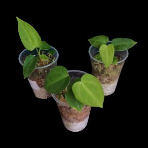 Anthurium Unknown