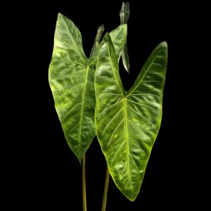 Alocasia Longiloba Aurea (CORM)