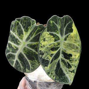 Alocasia Ninja Splash (CORM) Big