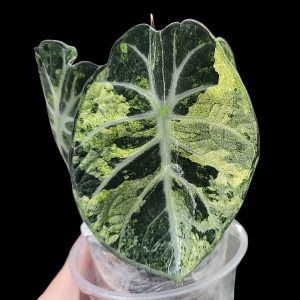 Alocasia Ninja Splash (CORM) Small