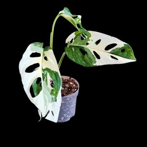 Monstera Adansonii Albo