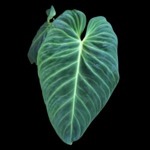 Philodendron Splendid