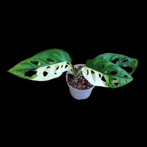 Monstera Adansonii Albo (Copy)