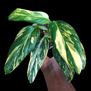 Monstera standleyana Var