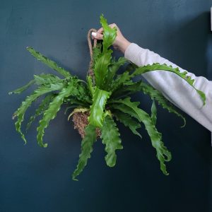 Asplenium Osaka Kokedama