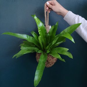 Asplenium Nidus Kokedama