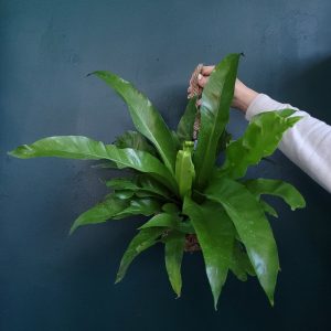 Asplenium Nidus Kokedama