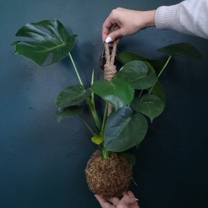 Monstera Deliciosa Kokedama