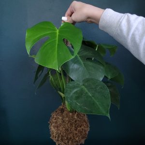 Monstera Deliciosa Kokedama
