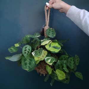 Maranta Leuconeura Variegate Kokedama