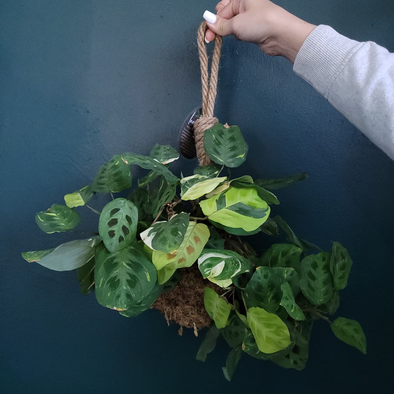 Maranta Leuconeura Variegate Kokedama