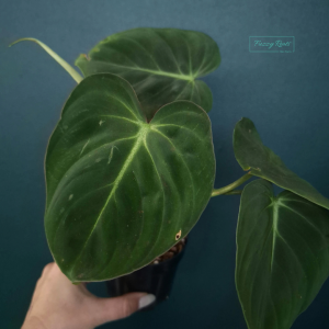 Philodendron Glorious