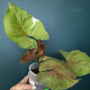 Syngonium Strawberry Ice