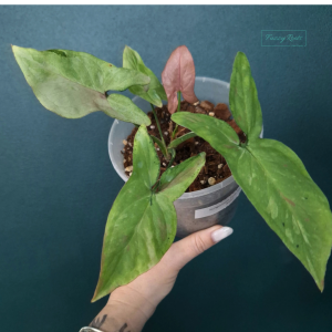 Syngonium Tricolor