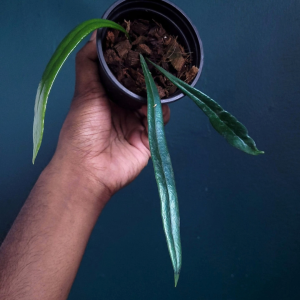 Microsorum Thailandicum (Blue Oil Fern)