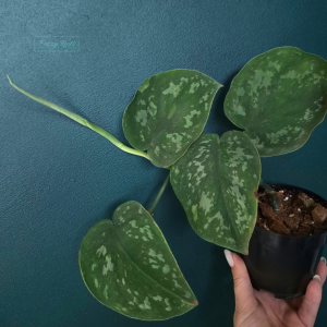 Scindapsus Baticon