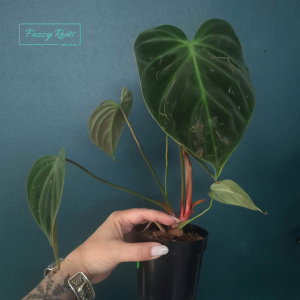 Philodendron El Choco