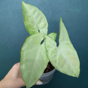 Syngonium podophyllum 'White Butterfly'