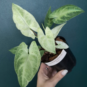 Syngonium Batik Variegated