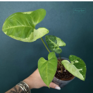 Syngonium Panda