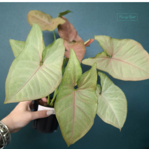 Syngonium Pink Sp A
