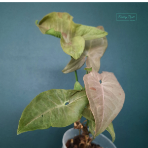 Syngonium Pink Spot A