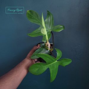 Philodendron Florida Green