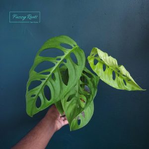 Monstera Esqueleto