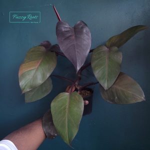 Philodendron Orange Princess