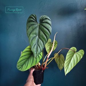 philodendron Colombia