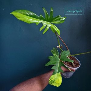 Philodendron Florida Beauty x Mayoi