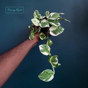 Pothos Sp