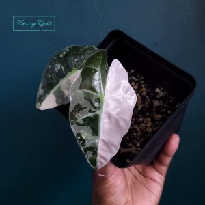 Alocasia Polly Pink