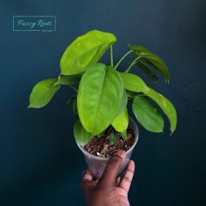 Syngonium Chiapense