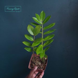 Zamioculcas Zamiifolia (ZZ Plant)