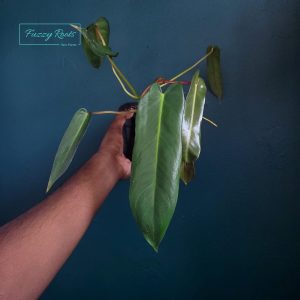 Philodendron Spiritus Sancti
