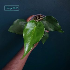 Alocasia Cucullata (Reverted)
