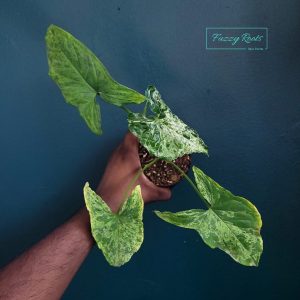 Syngonium Mojito