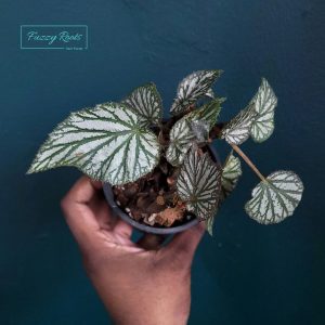 Begonia Sp