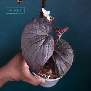 Begonia Sp
