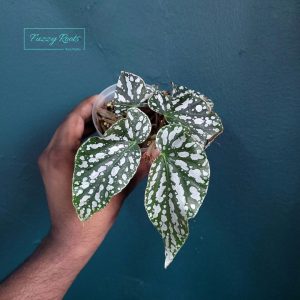 Begonia Sp
