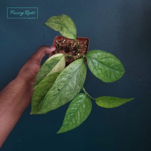 Epipremnum Mint