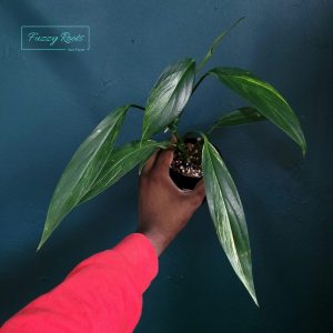 Epipremnum Amplissimum Variegated