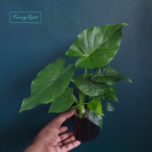 Alocasia Odora Green