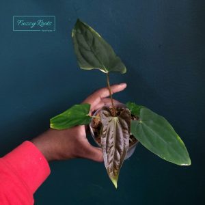 Anthurium Papillilaminum X Ralph Lynam S1